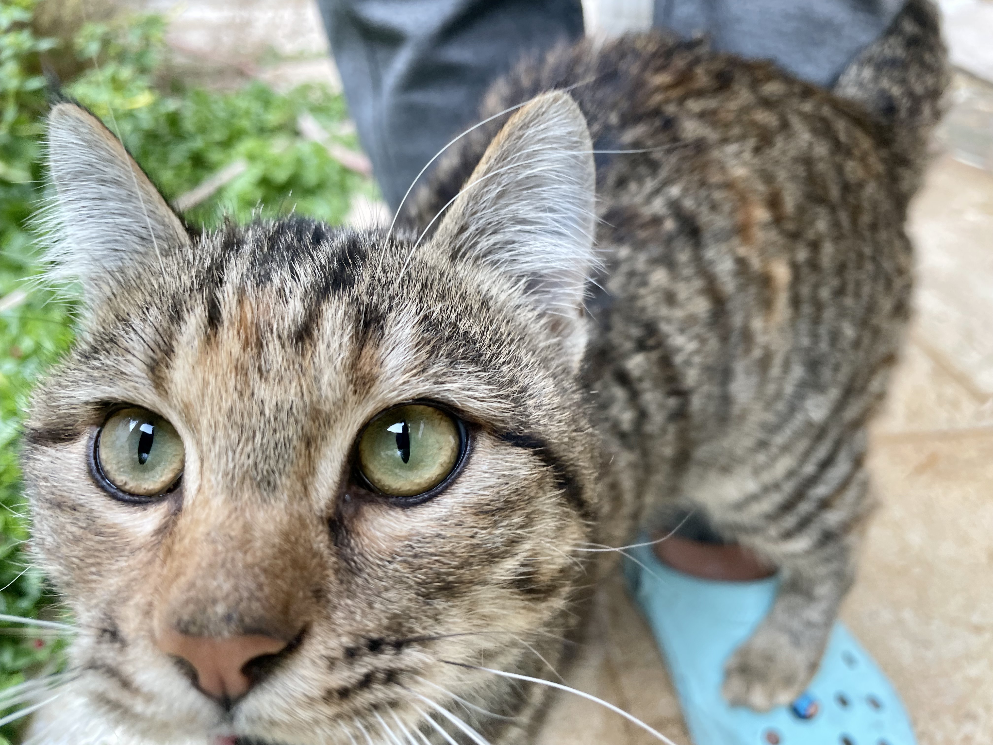 curiouscat