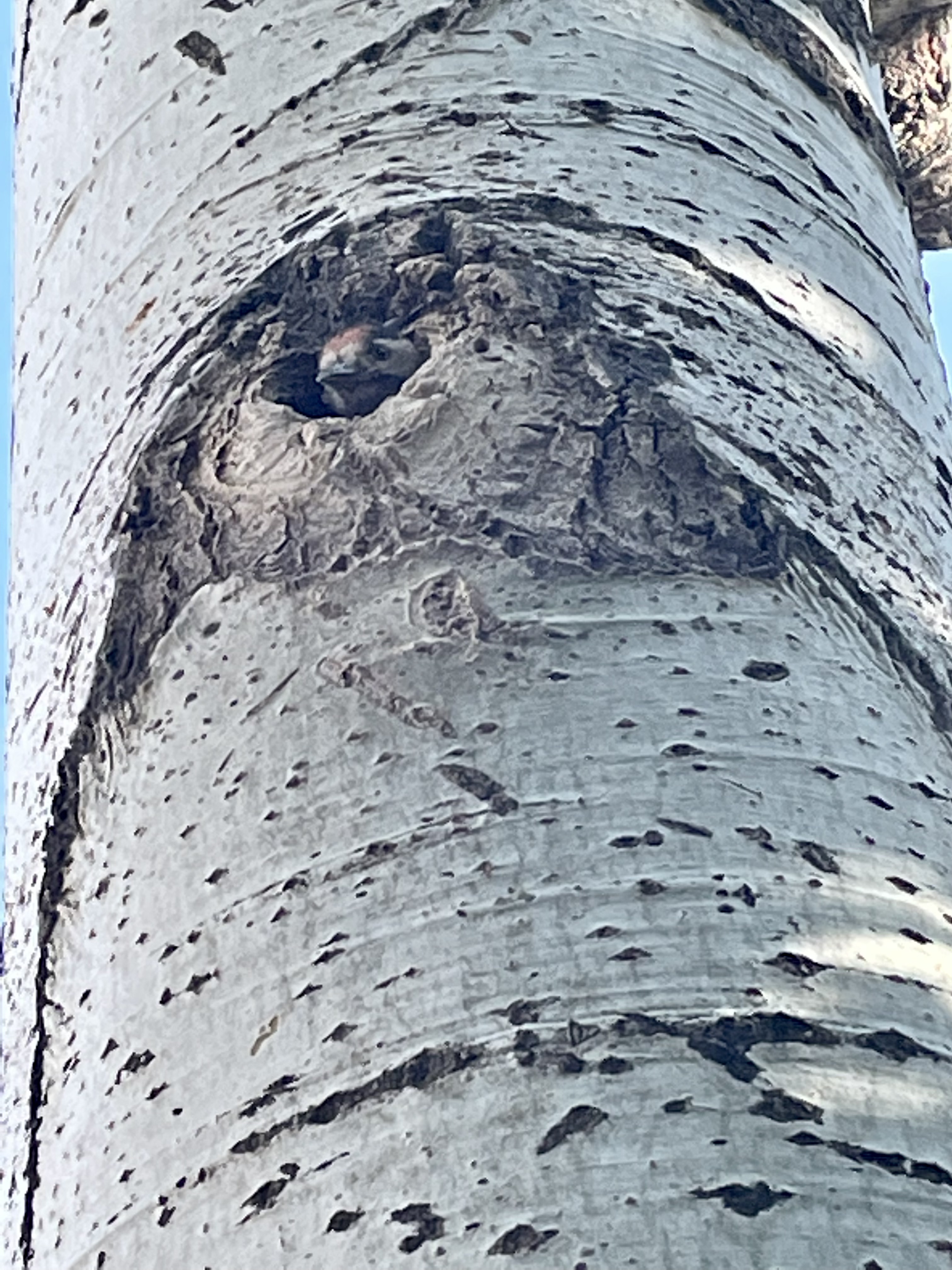 hide