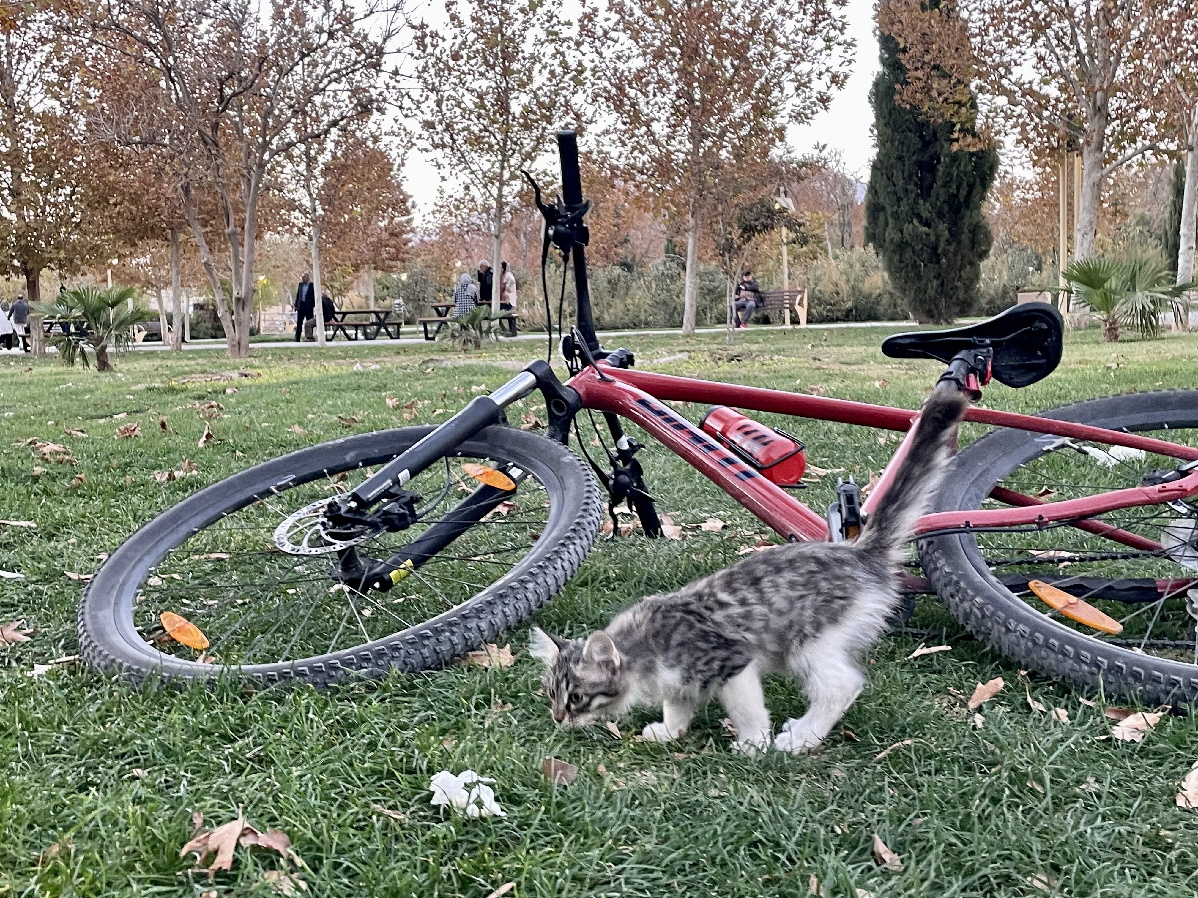 kitten