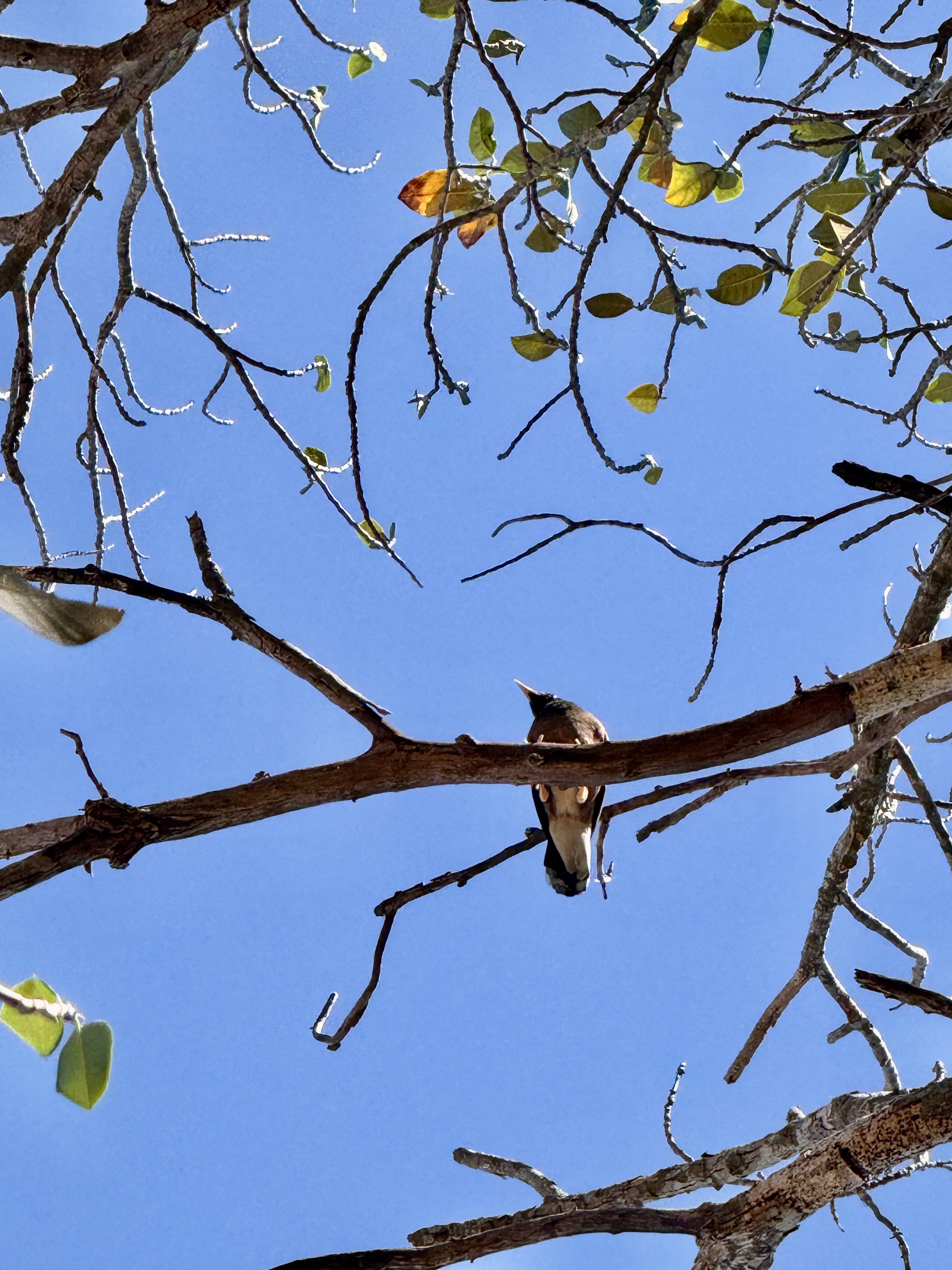 myna-temple