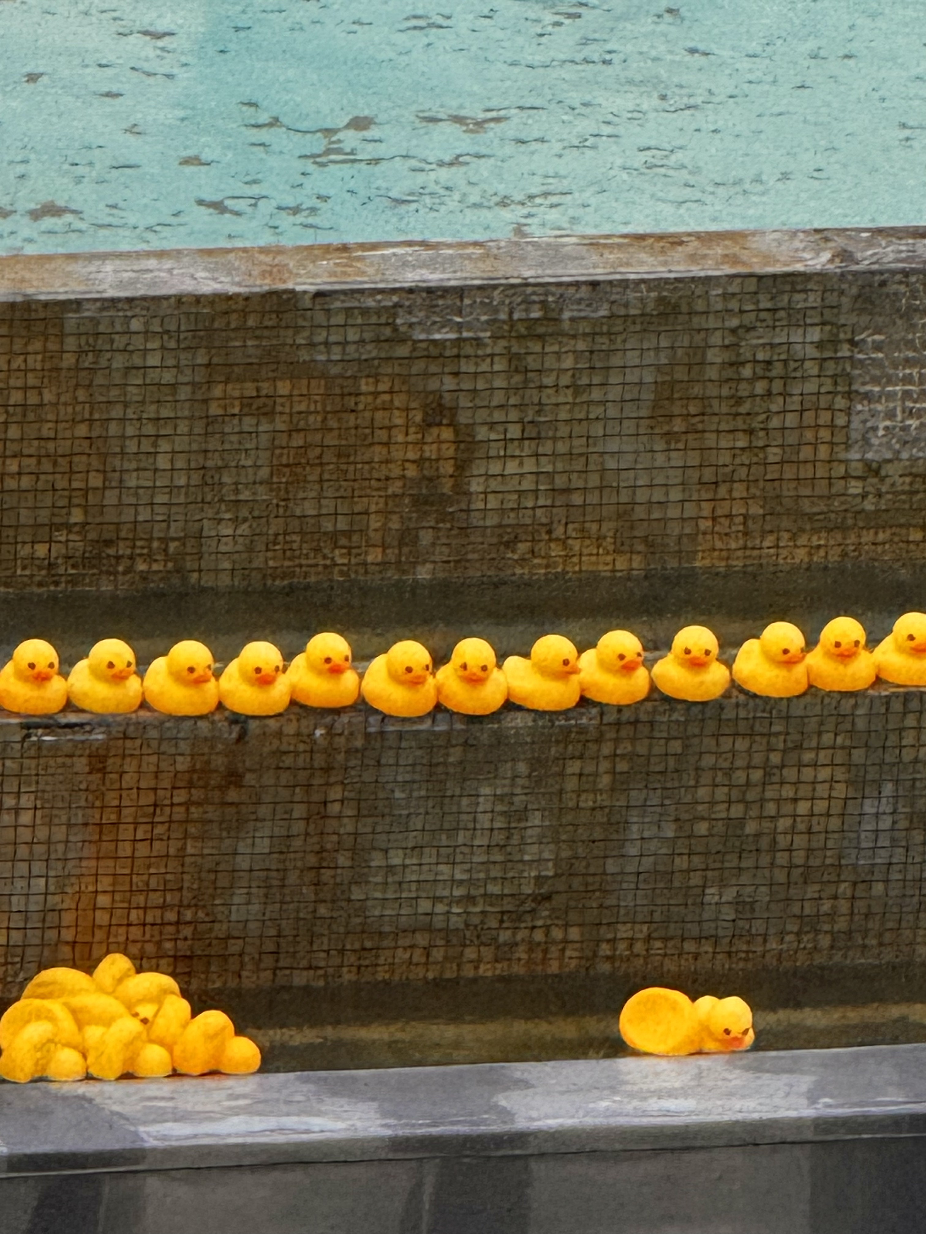 ducks
