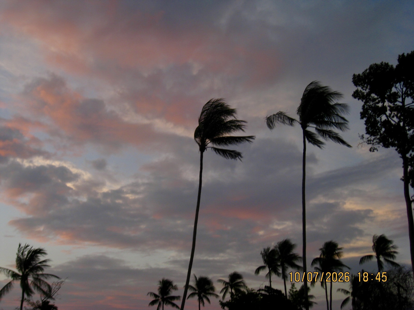 palm-trees2