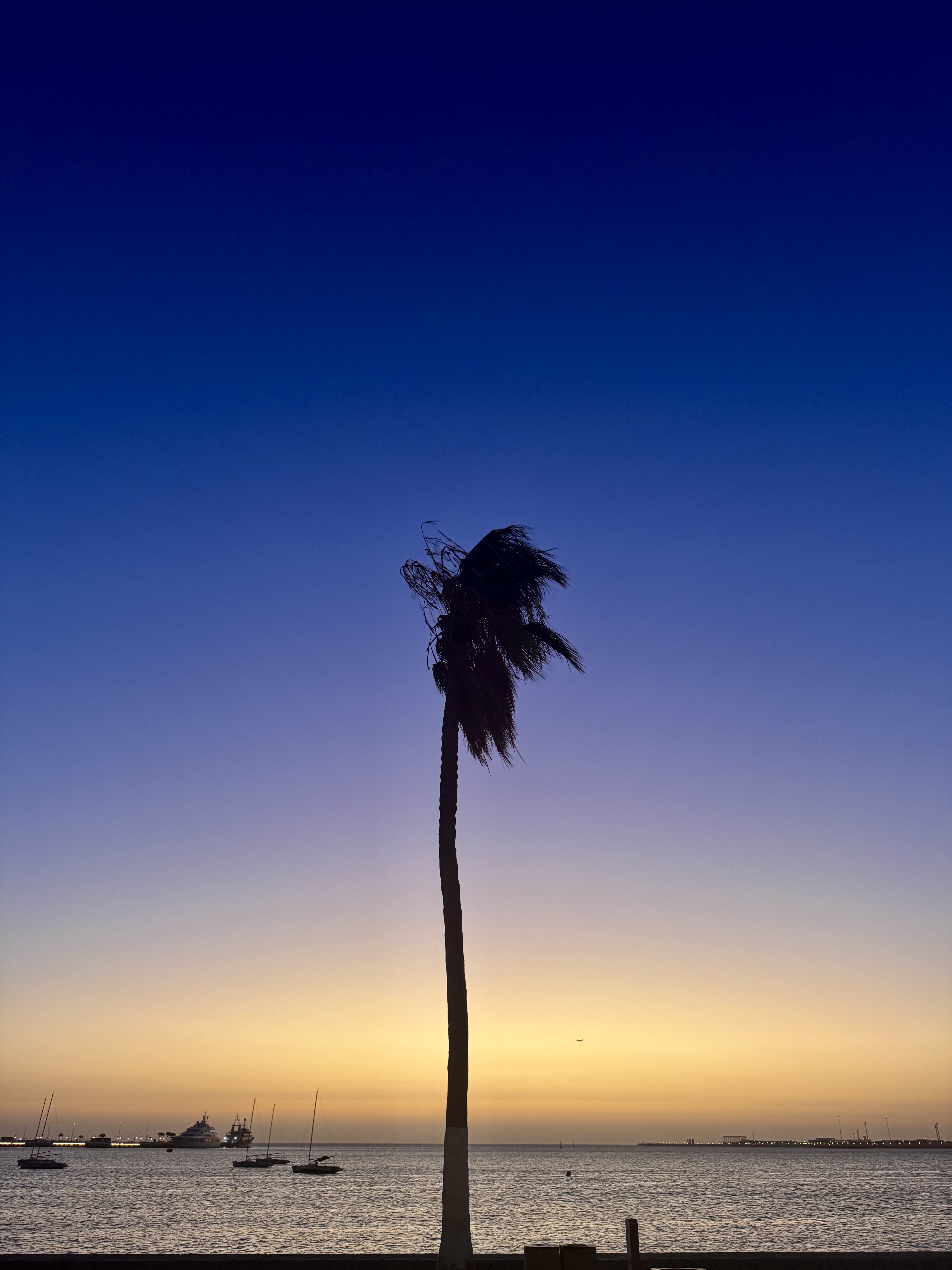 palm2
