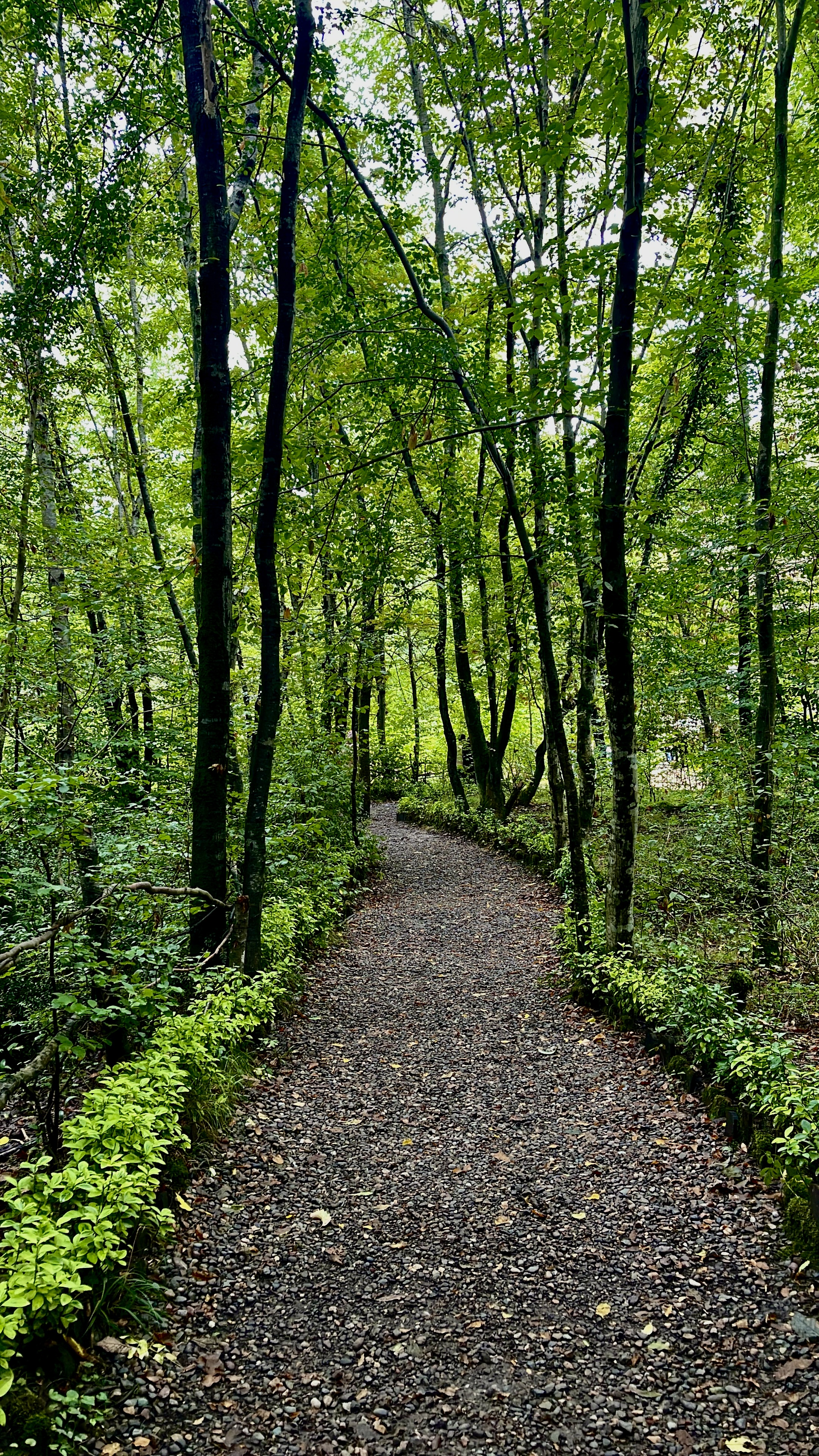 pathway